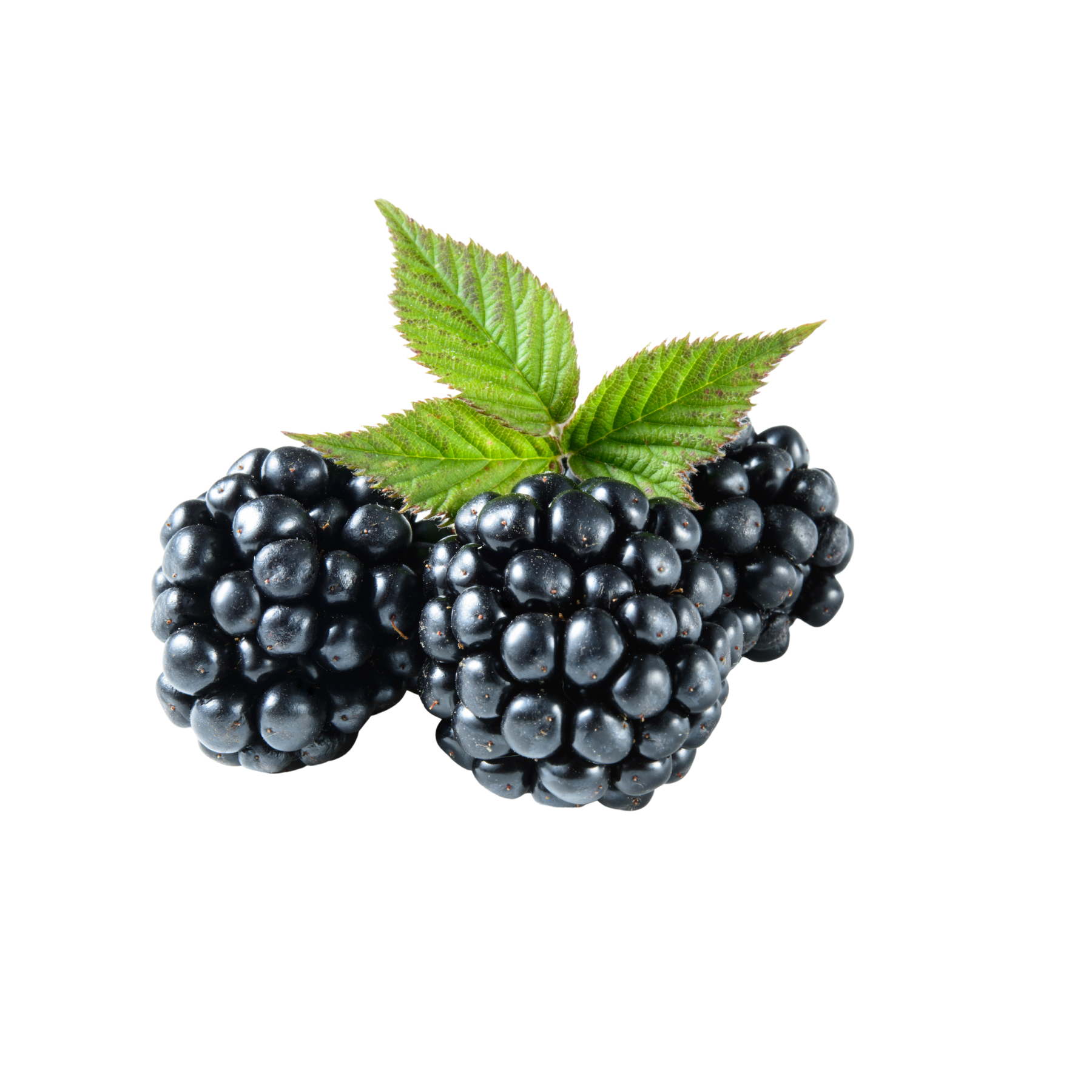 Blackberry